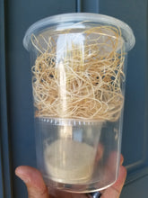 Load image into Gallery viewer, Fruit fly culture kit (DRY)