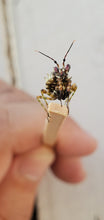 Load image into Gallery viewer, Pseudocreobotra Wahlbergii