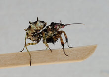 Load image into Gallery viewer, Pseudocreobotra Wahlbergii