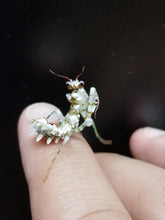 Load image into Gallery viewer, Pseudocreobotra Wahlbergii
