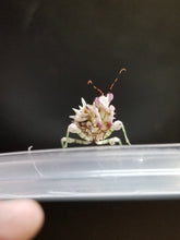 Load image into Gallery viewer, Pseudocreobotra Wahlbergii