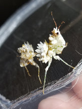 Load image into Gallery viewer, Pseudocreobotra Wahlbergii