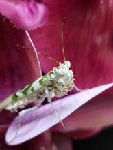 Load image into Gallery viewer, Pseudocreobotra Wahlbergii