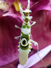 Load image into Gallery viewer, Pseudocreobotra Wahlbergii