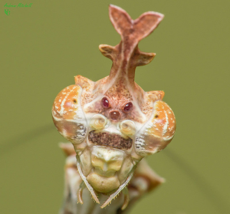 Sybilla Pretiosa (African Cryptic Mantis)