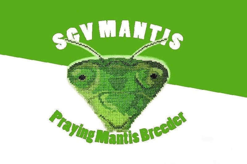 TruBlu Supply Mantis Man Live Fresh Fruit Fly Culture (Drosophila  Melanogaster) - Praying Mantis Mantid Frog Lizard Food - 32oz Cup