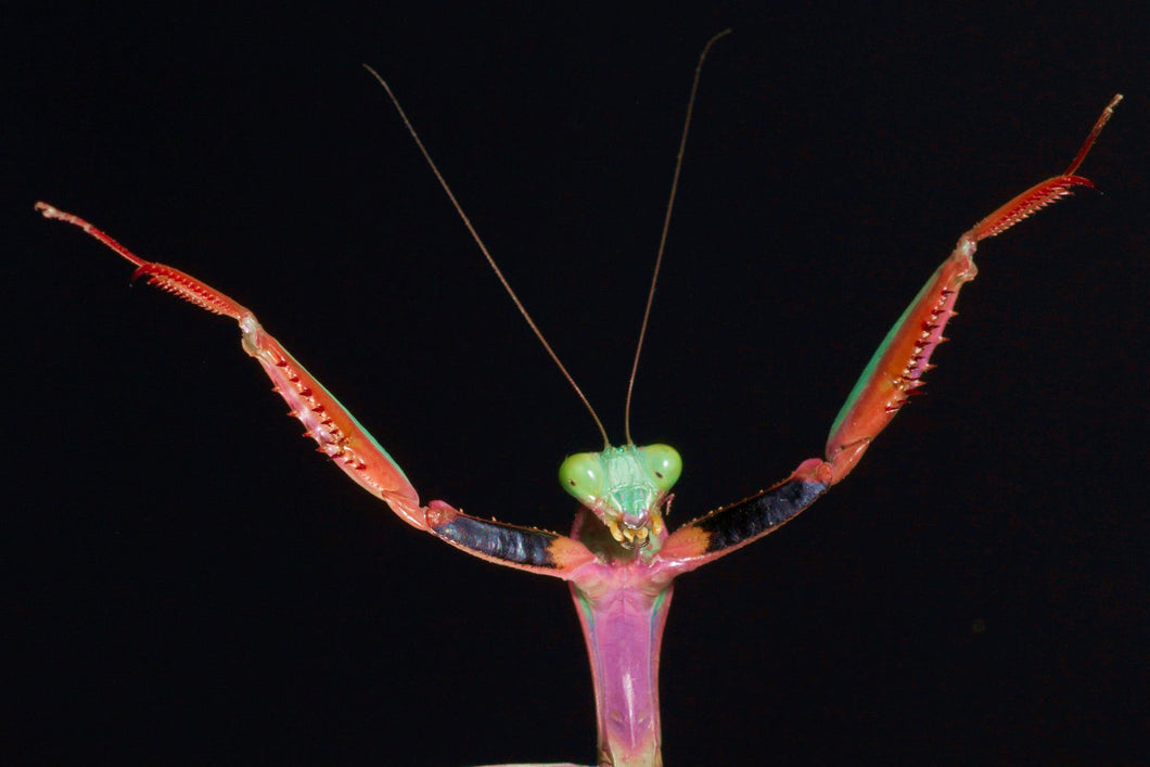 Hierodula Majuscula (Australian Giant Rainforest Mantis)