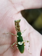 Load image into Gallery viewer, Creobroter Gemmatus
