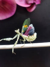 Load image into Gallery viewer, Creobroter Gemmatus
