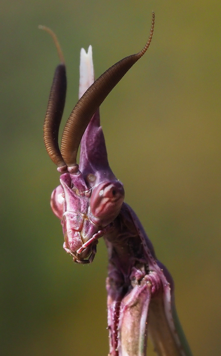 SGV Mantis Breeder and Retailer of Southern California