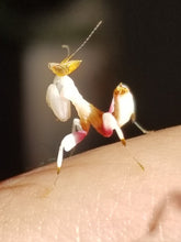 Load image into Gallery viewer, Orchid Mantis (Hymenopus Coronatus)
