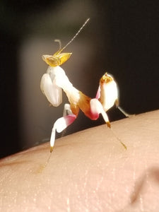Orchid Mantis (Hymenopus Coronatus)