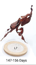 Load image into Gallery viewer, Phyllocrania Paradoxa
