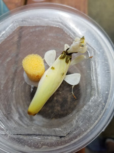 Orchid Mantis (Hymenopus Coronatus)