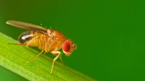 Cup-of-Flies (with dry kit)